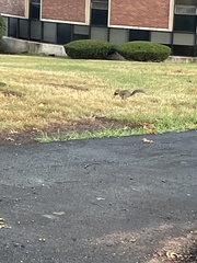 Sciurus carolinensis