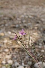 Chamaenerion dodonaei