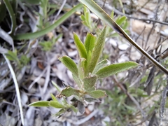 Haplopappus donianus