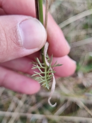 Daucus