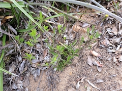 Haplopappus donianus