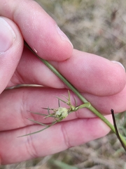 Daucus