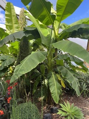Musa basjoo