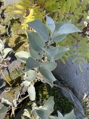 Salix lanata