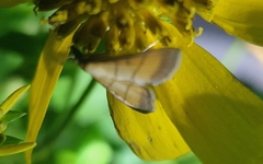 Cnaphalocrocis medinalis