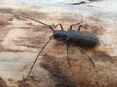 Monochamus sutor