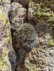 Grimmia pulvinata