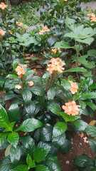 Crossandra infundibuliformis
