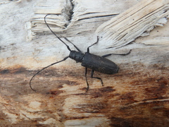 Monochamus sutor
