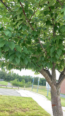 Cerasus