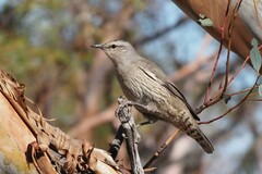 Climacteris picumnus