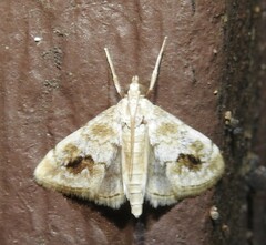 Evergestis lunulalis