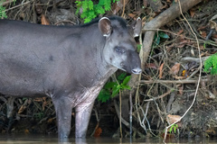Tapirus terrestris