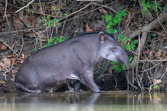 Tapirus terrestris