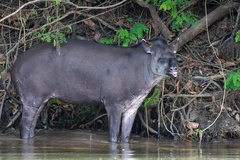 Tapirus terrestris