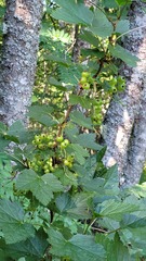 Ribes spicatum
