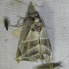 Plagiomimicus tepperi