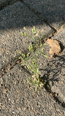 Erigeron canadensis