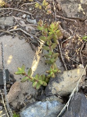 Crassula subaphylla
