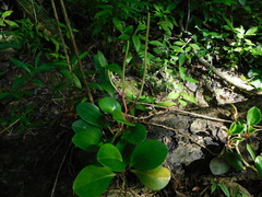 Peperomia obtusifolia