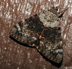 Catocala desdemona