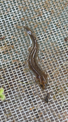 Plethodontidae