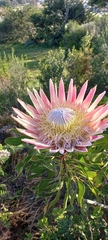 Protea cynaroides