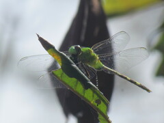 Erythemis vesiculosa