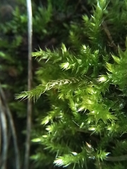 Eurhynchium striatum