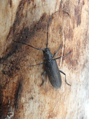 Monochamus sutor