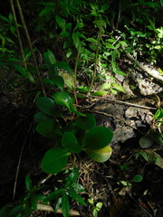 Peperomia obtusifolia
