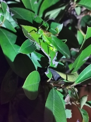 Hexacentrus japonicus