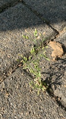 Erigeron canadensis