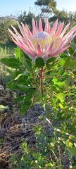 Protea cynaroides