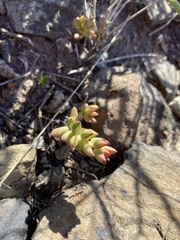 Crassula subaphylla