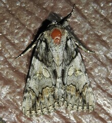 Catocala verrilliana