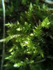 Eurhynchium striatum