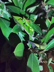 Hexacentrus japonicus