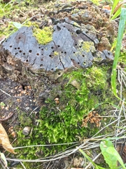 Eurhynchium striatum