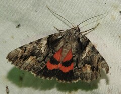 Catocala verrilliana