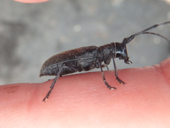 Monochamus sutor