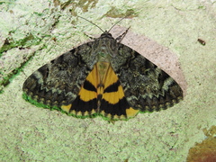 Catocala desdemona