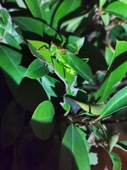 Hexacentrus japonicus