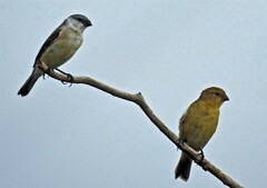 Sporophila pileata