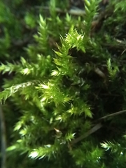 Eurhynchium striatum