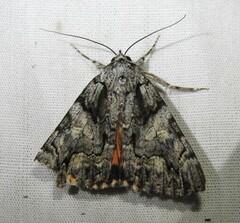 Catocala verrilliana