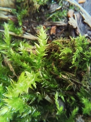 Eurhynchium striatum