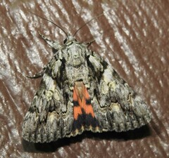 Catocala verrilliana