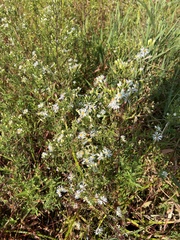 Symphyotrichum lanceolatum