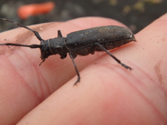 Monochamus sutor